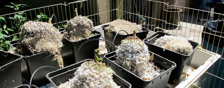 Perlite and Vermiculite