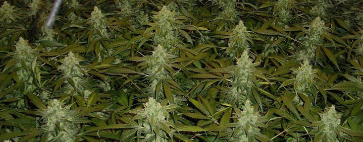 Stop fertilizing weed