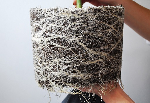 Rootbound cannabis example