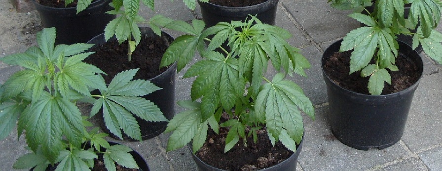 Transplant marijuana outdoors