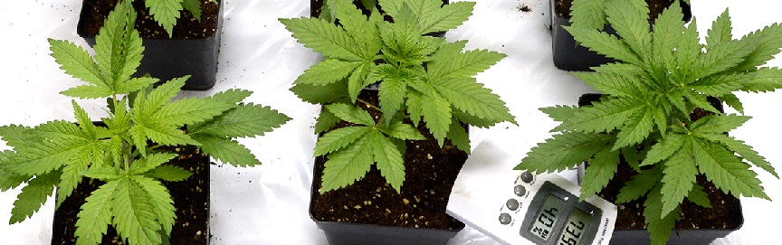 transplanting marijuana indoors