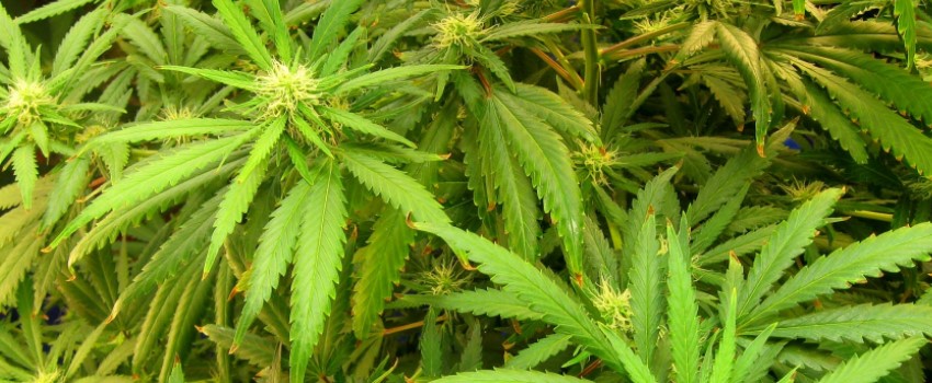 Fixed Fertilizers For Hydroponic Marijuana Growing
