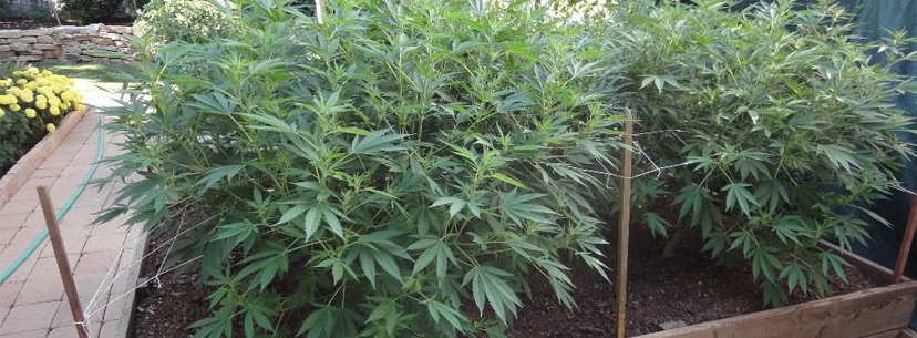 Cannabis growing outdoors