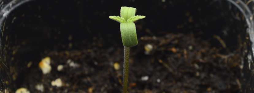 Cannabis seedling sprouting