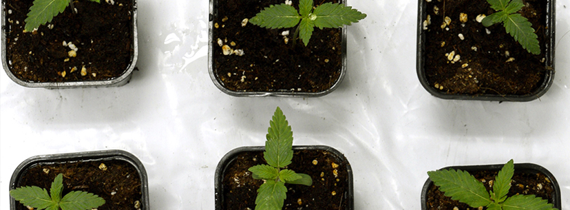 Foliage growth cannabis plant