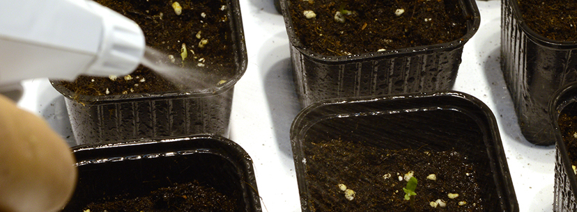 Moisten the soil with plant sprayer