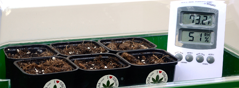Place marijuana pots 2 inches below CFL tube