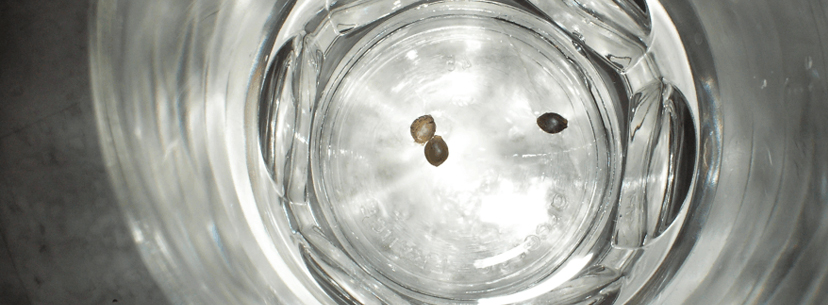 Soak marijuana seeds in water