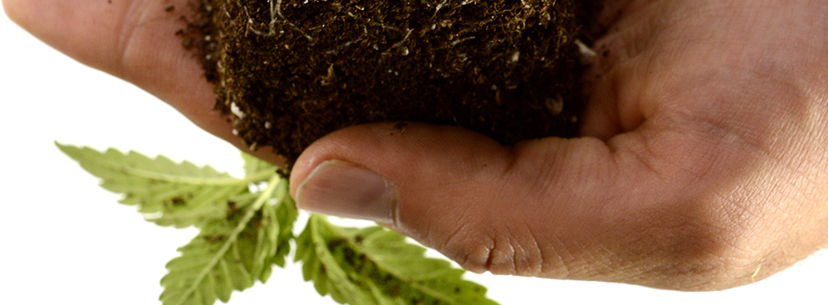 Transplanting cannabis