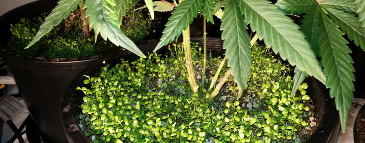 companion plants growing marijuana