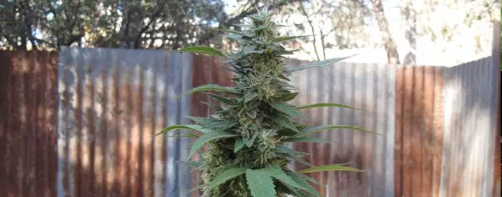 fence around plants marijuana