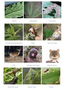 Pest control overview