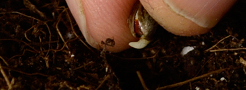 Plant cannabis seeds in soil