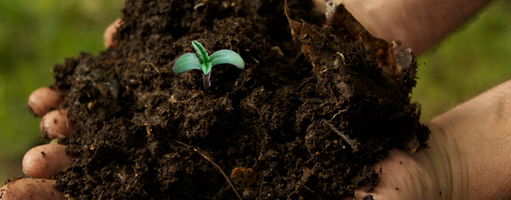 sterilized soil cannabis