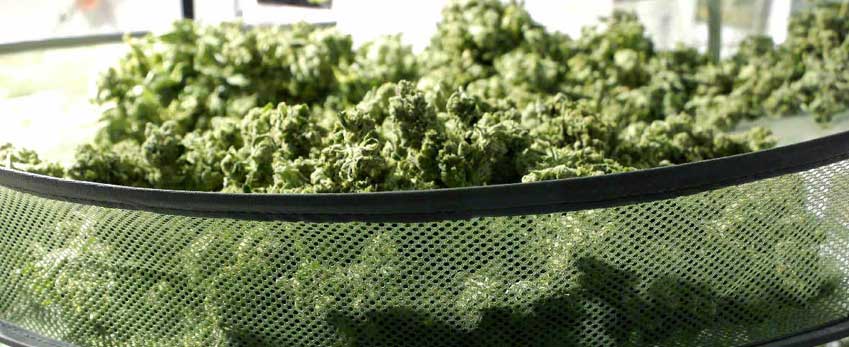 cure buds dried