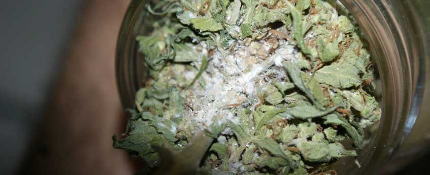 Mold on your marijuana
