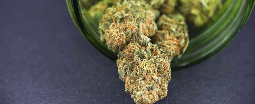 Why should you dry your weed?