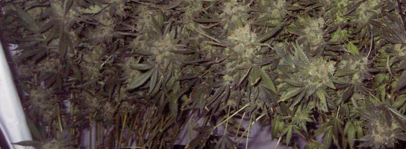 AK-47 Effects