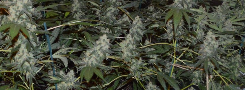 AK-47 Growing