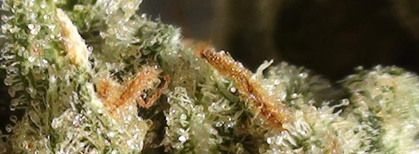 Amnesia Haze