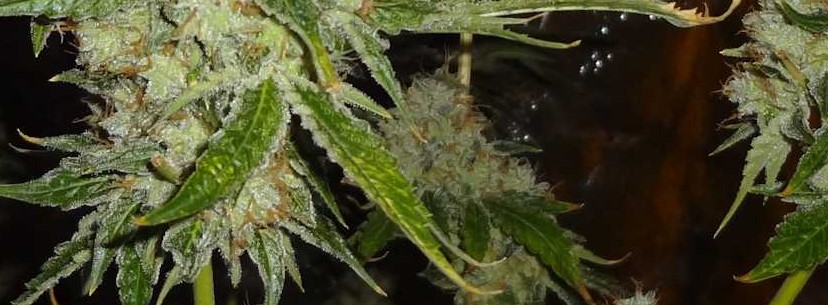 Blue Cheese Effects