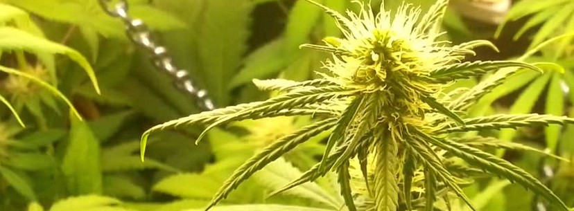 Blue Cheese Growing