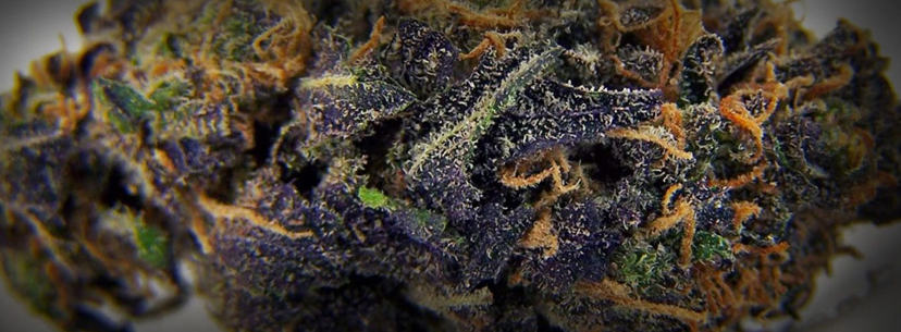 Blueberry