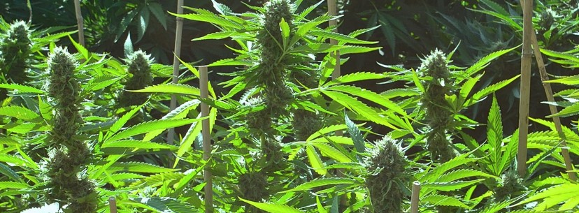 Blueberry Growing