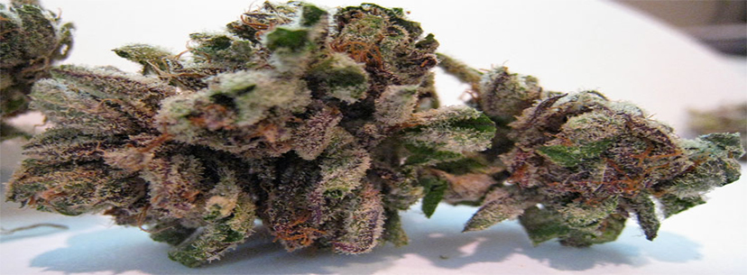 Bubba Kush strain fragrance