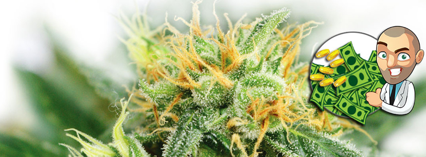cash crop super skunk