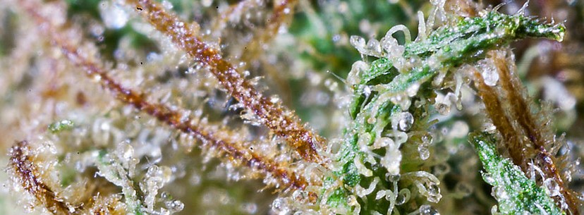 Chemdawg Fragrance