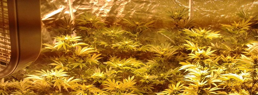 Chemdawg Growing