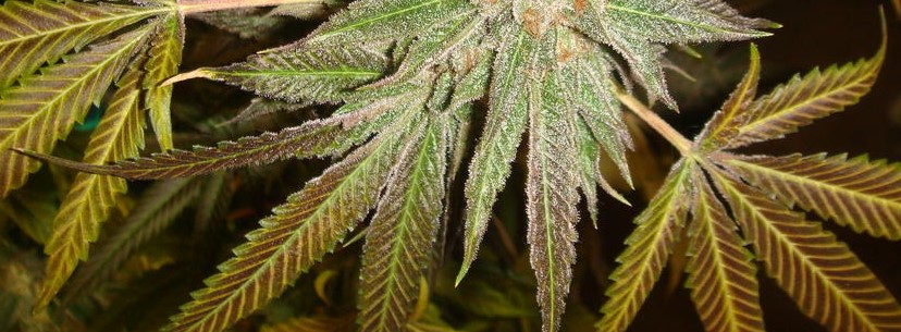The Growing Cherry Pie