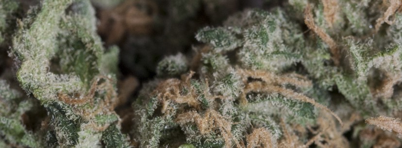 Chocolope