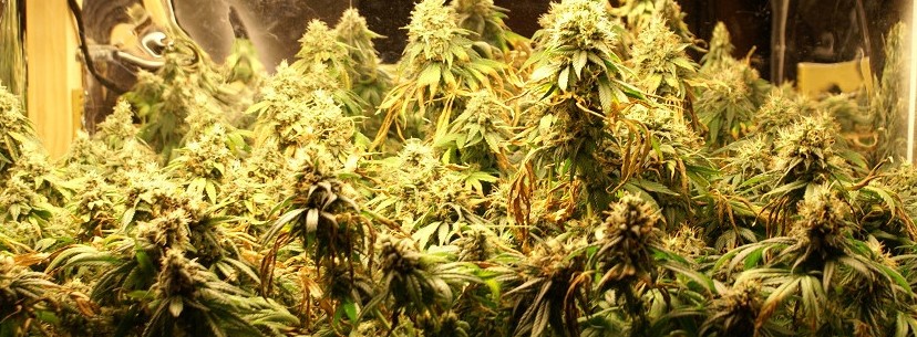 Chocolope Growing