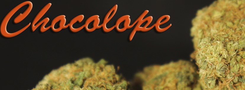 Chocolope The Chocolate Flavor