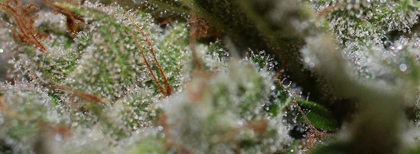 Durban Poison Effect