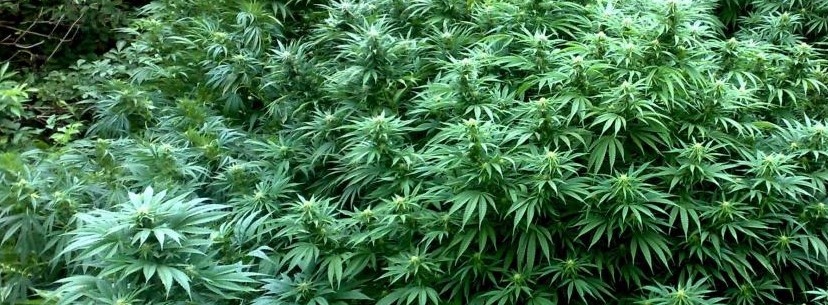 Durban Poison Growing