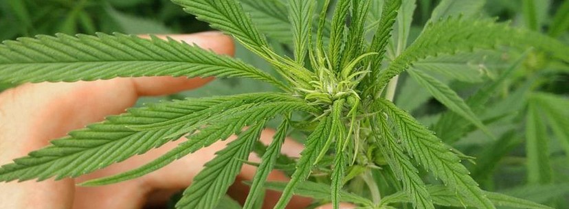 Durban Poison Reaction