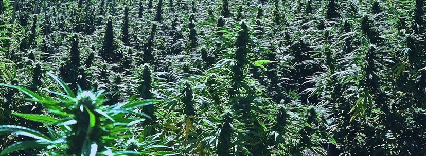 Green Crack flavors