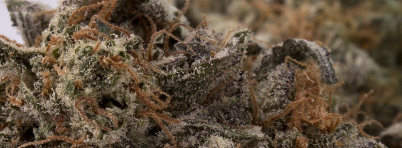 Girl Scout Cookies reaction