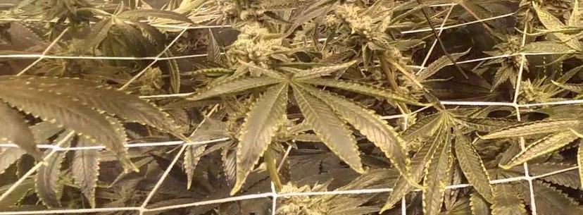 Gorilla Glue #4 Fragrance