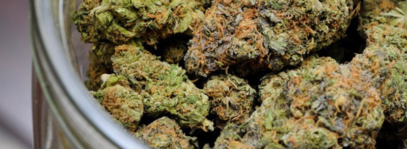 Grape Ape Strain