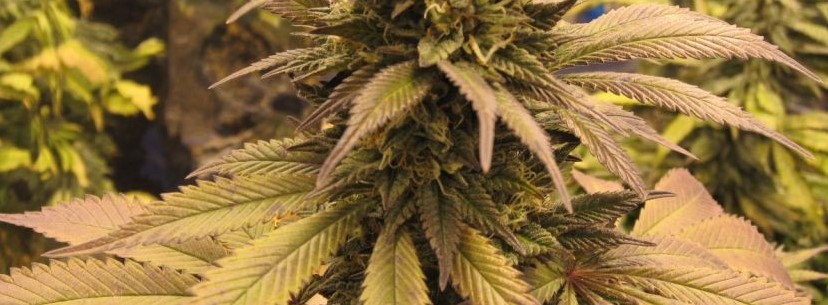 Grape Ape Growing