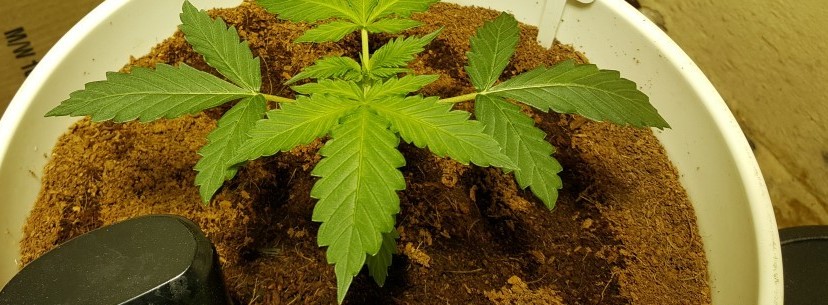 Growing Green Crack