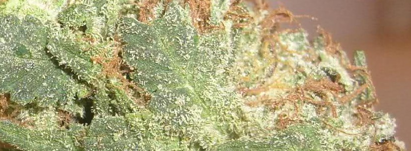 Green Crack strain