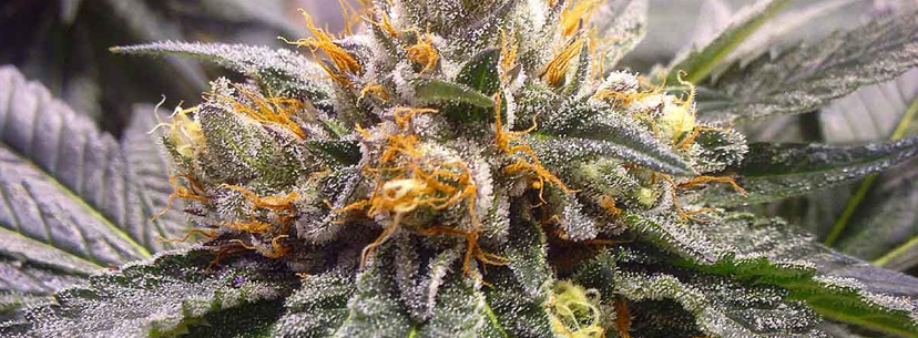 Growing bubba kush