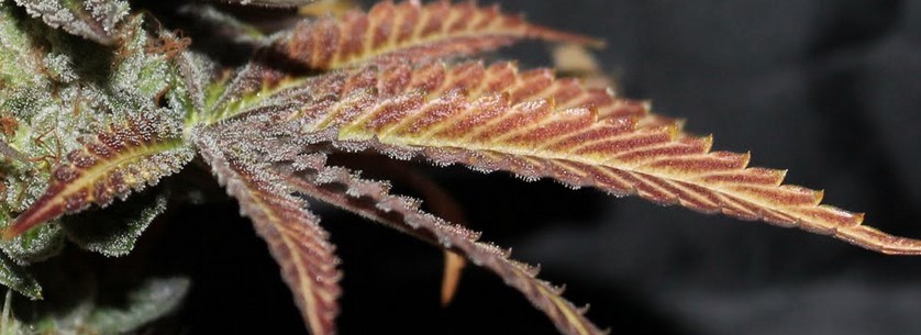 Growing Girl Scout Cookies cannabis plant
