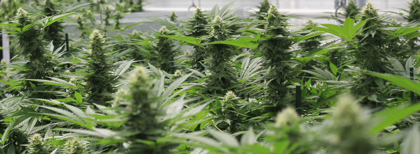 growing white widow plants