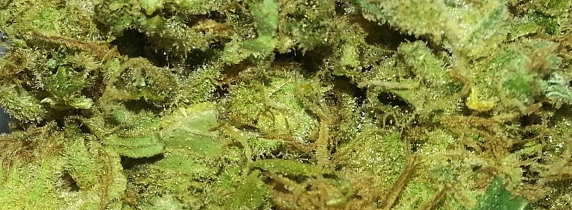 Fragrance of the strain